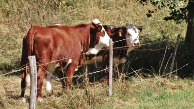 Vache qui meugle 1