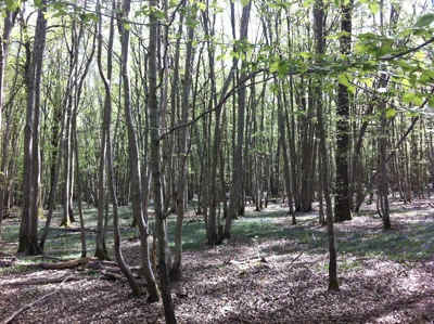 Forêt, Lisière