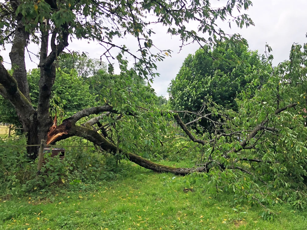 Arbre bruit